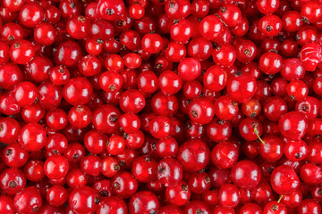 Red currant