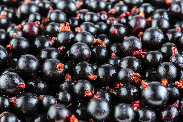 Black currant