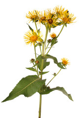 Yellow hydrangea macrophylla (Clipping path) © Akova