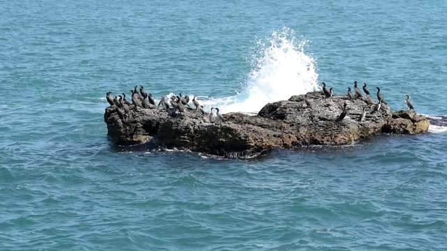 Cormorants on the island in the sea