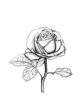 Rose sketch.