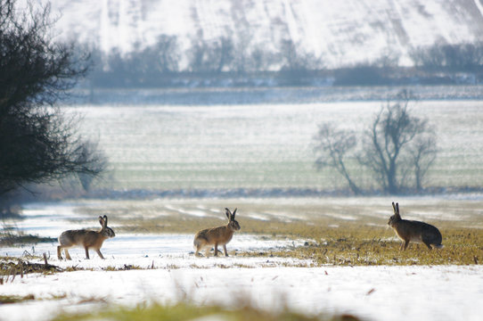 Feldhasen im Schnee