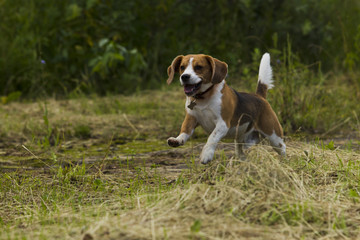 Running beagle dogs.