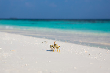 Small crab on the beach , Maldives
