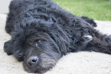 Portrait of an old and tired black dog lying in the backyard