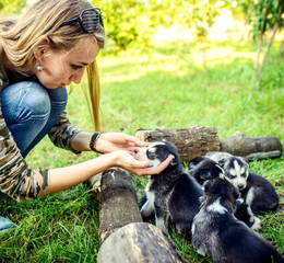 Pretty little husky puppy outdoor in womans hands © bedya