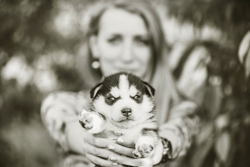 Pretty little husky puppy outdoor in womans hands