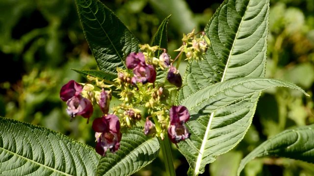 Dr&uuml;siges Springkraut, Impatiens gladulifera, problematischer Neophyt f&uuml;r die deutsche Flora