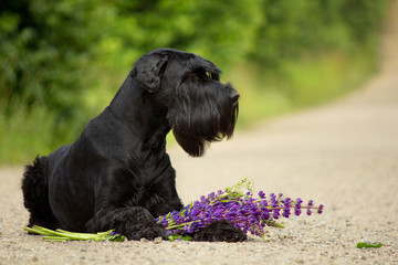 Faithful Riesenschnauzer with lupins waiting for the owner - obrazy, fototapety, plakaty