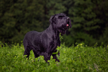 Big dog on a clover field