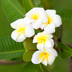 Fototapeta na wymiar White flowers on trees