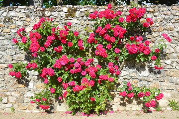 Fototapeta na wymiar Beautiful pink rose bush growing on an ancient garden wall in France.