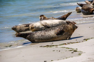 Kegelrobben an einem Nordseestrand