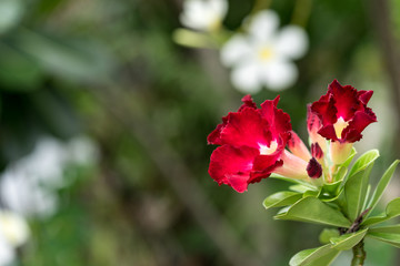 Desert Rose