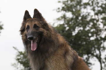 Dog, Belgian Shepherd Tervuren