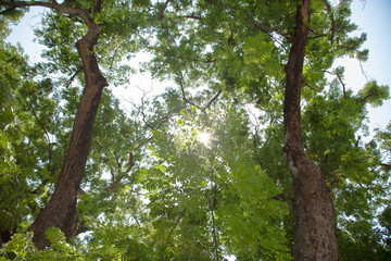 Naklejka premium under Trees