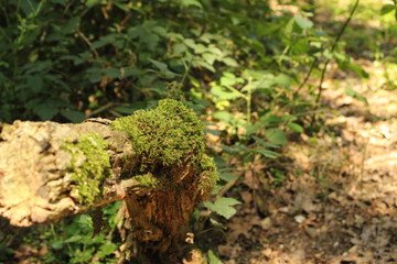 Deutscher Wald