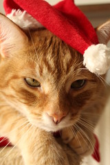 Simba Nikolausm&uuml;tze I