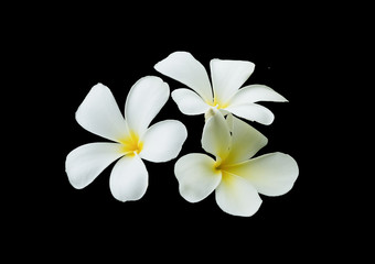 white Plumeria