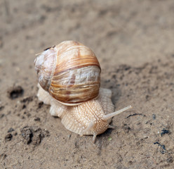 snail