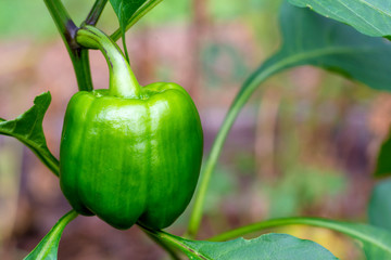 Green bell pepper ripening on vine