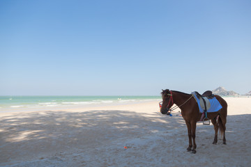 Fototapeta na wymiar Horse on the beach