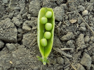 Peas pod on field