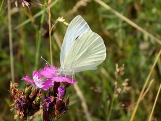 White butterfly on pink flower