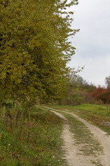 autumn pear tree, pear tree near the road