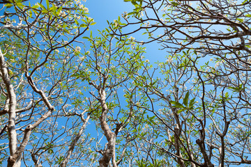 Trees in the park