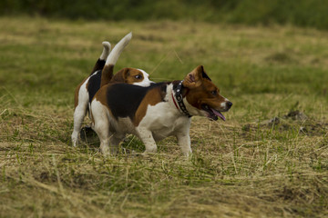 Running beagle dogs.