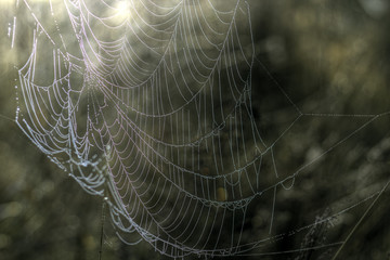 spider on the spiderweb, dew on the spider web