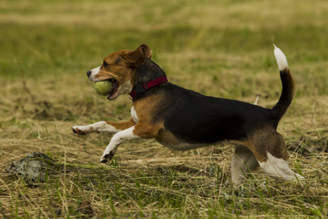 Running beagle dogs.