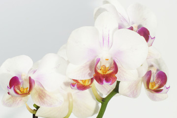 Naklejka na ściany i meble Orchidea, Orchid