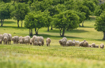 Obraz premium Flock of sheep on green grass