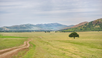Obraz premium Beautiful landscape of a single oak and mountains in the background