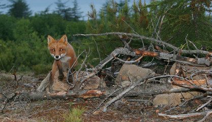 Curious Red Fox