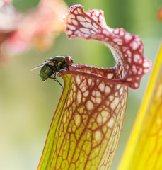 Fliege in der Schlauchpflanze
