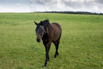 brown horse eating grass on a green meadow