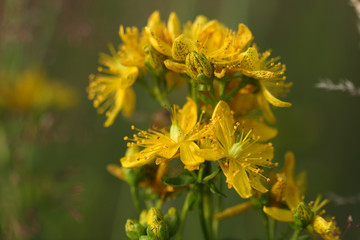 Close-up  Hypericum flowers (Hypericum perforatum )