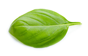 green basil leaf
