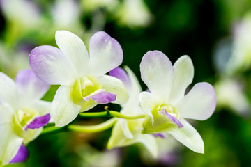 white orchid