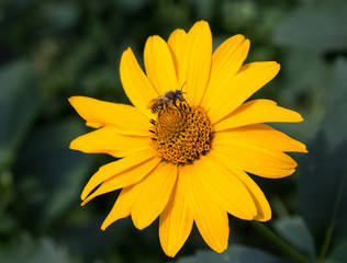 Bee pollinates a flower yellow daisy. Flowers and gardens