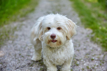 Havanese dog portrait