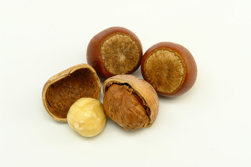 Hazelnuts on White Background
