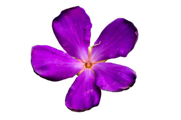 Obraz premium Malabar melastome