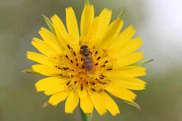 Hoverfly( Episyrphus balteatus) on Crepis Vesicaria