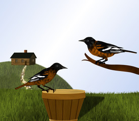 Pair of Black and Orange Baltimore Orioles and Wood Cabin on Hill