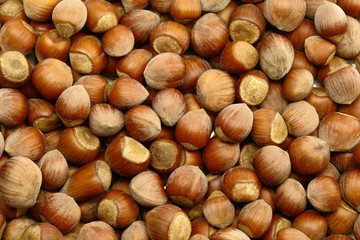Hazelnut Background