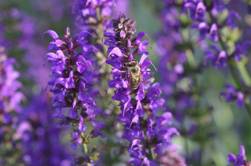 Honeybee collects  nectar  on a bloom of lavender